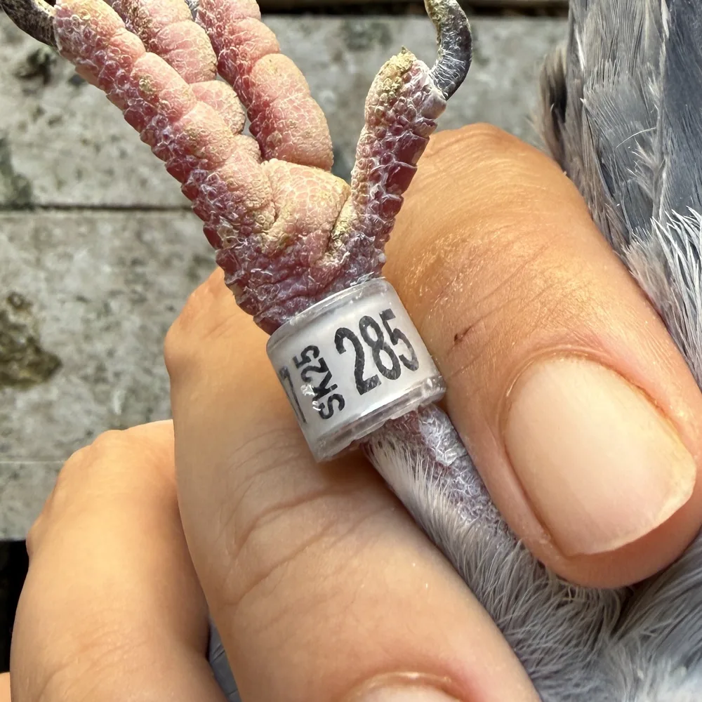 Obrúčka poštového holuba, na ktorej je vidieť SK 25 a poradové číslo 285